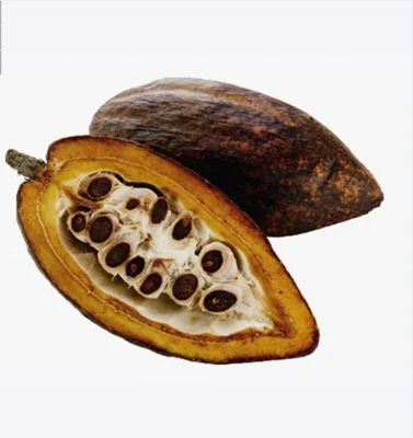 Plant Extract Cocoa Powder Health Food Chocolate